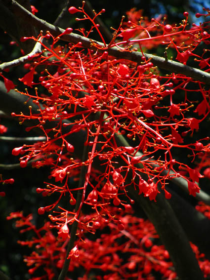 Flame tree close-up